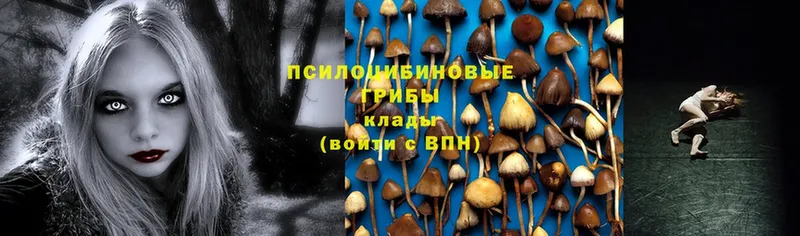 Псилоцибиновые грибы Psilocybine cubensis  где купить   Малая Вишера 